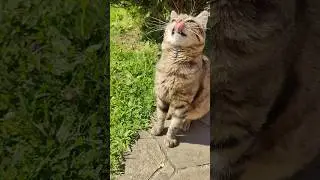Ленивый Мяу не сразу встал на лапы, ради свежего сыра 😸😺😸 #cat #trending #кот #cats #коты