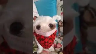 Maskeli Köpek