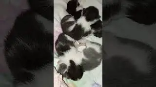 Котята спят крест накрест.Муся кошка трехцветная
