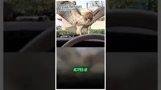 Как Ястреб Обманулся на Котёнка и Слишком Разозлился! #новости