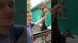 Кормлю Жирафа