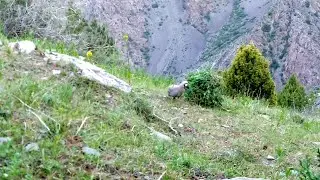 Модкавг шикор  шикори Мастак