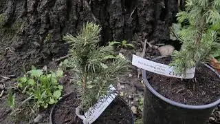 Ель Глаука Маджестик Блю обзор и описание