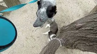 🐱Кот Бася и Алабай Рута друзья!)