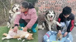Regardless of whether it is her baby or not, she will be treated as her own baby!