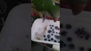 Кушает молочное желе