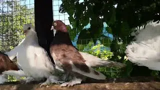 Акция. Подарю голубей.