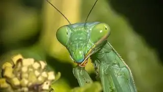 в эфире! PRAYING MANTIS vs WASPS vs PARASITOIDS. WHO IS STRONGER? Who is Real Predator? #entomology