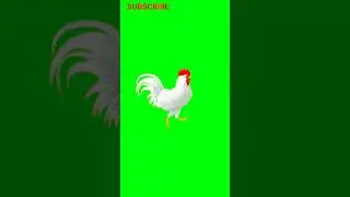 Chicken Green Screen |  Chroma Key #chicken #green #greenscreen #greenscreenvideo #chromakey