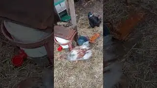 Мне жалко 🥺куриные лапки 🐓🐔