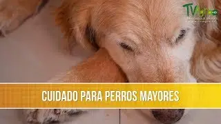 Como es el Cuidado para Perros Mayores- TvAgro por Juan Gonzalo Angel Restrepo