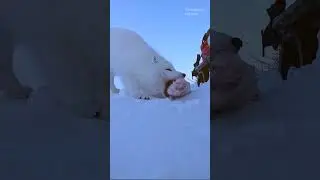 Песец ворует рыбу 