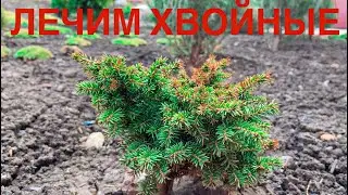 Порыжели иголки на елях🌲Спасаю хвойные🌲