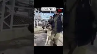 Атаман 120 кг/ Кавказский Волкодав идет на смотр! С открытием сезона…!