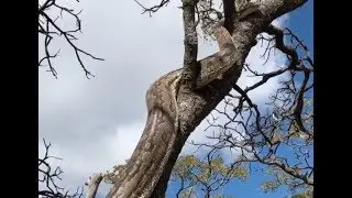THE LARGEST SNAKE IN AFRICA!