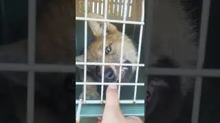 Rescued wolf cub gets angry! 