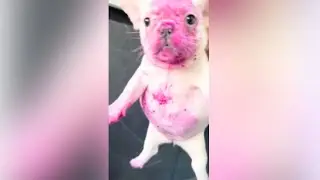 Surprising Human Foods Dogs Can Eat 😲🤯 