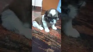 Jessi cute - our little girl walking #shihtzu #shihtzupuppies #shihtzudog #shihtzupuppy #doglover