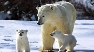 El Oso Polar (Documental) En Español
