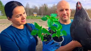 A film about a family's life in Belarus. The beekeeper charged us for the bee 🐝. The pig is no long