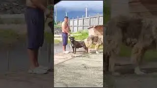 Будни Заводчика Собак! эй Рамазан!