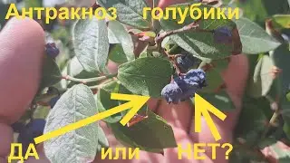 Голубика антракноз как определить?