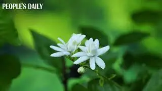 White and pure jasmine flowers exude fragrance as they bloom in China's Chongqing.