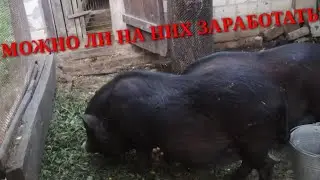 Вьетнамские свиньи выгодно? И как на них заработать!?