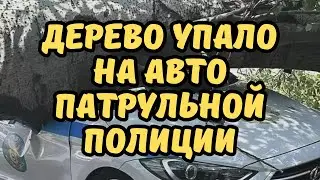 В Алматы дерево упало на полицейский автомобиль