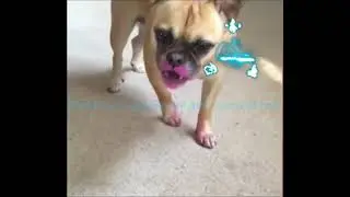 Funniest Cats And Dogs Videos