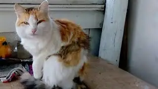 The cat was called to catch the rat.