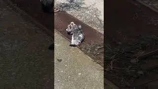 Банный день у голубей