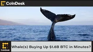 Who Is the Whale(s) Buying Up $1.6B Bitcoin in 5 Minutes?