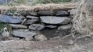 Тур шикор (5) Модакабк дар лаби чашма бо чучахояш бехтарин навор 🇹🇯🇹🇯🇹🇯👍👍