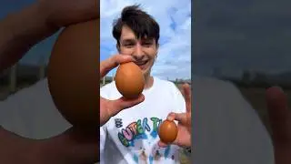 Какое яйцо ты выбрал(а) ?