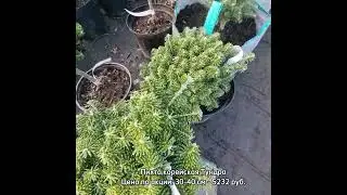 25 октября 2023 г. Зеленая пятница! Скидки до 50%
