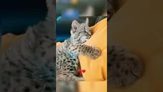Они спасли котенка, но он оказался настоящим хищником