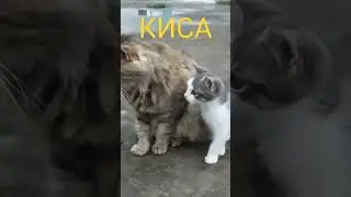 КОШКИ - МЫШКИ