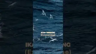 Flying Fish, apparently...!!!