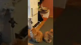 Мы их очень любили