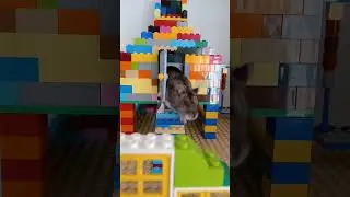 🐹 + 🧩 =❓️