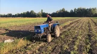 Спробували на другому городі копати картоплю! Корова, вівці, собаки, трохи роботи по господарству