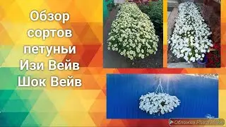 Обзор Сортов петунии - Изи Вейв - Шок Вейв - Петуния выращивание и уход