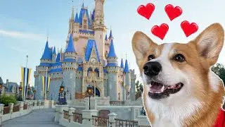 Hammy found dog DISNEYLAND!