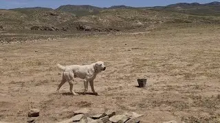 горные аборигенные Волкодавы!