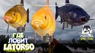 Русская рыбалка 4. 🎣 оз. Медвежье 🐡🐡🐋💦 ГДЕ ЛОВИТ LATORSO 👀