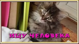 Котенок в добрые руки ПРИСТРОЕН!!!