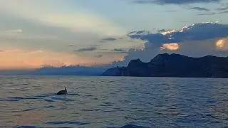 Дельфины в открытом море, вдали Новый Свет