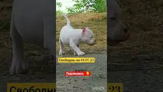 БЕЛЯШИ ❤ #shortvideo