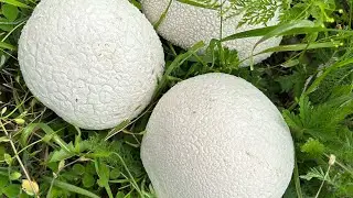 Gribnik в прямом эфире! Тихая охота по полям Грузии!шампиньоны и дождевики в эфире!